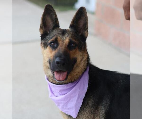 Medium Photo #1 German Shepherd Dog-Unknown Mix Puppy For Sale in San Antonio, TX, USA