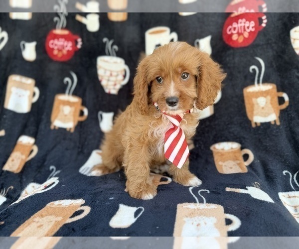 Medium Photo #5 Cavapoo (Standard) Puppy For Sale in LAKELAND, FL, USA