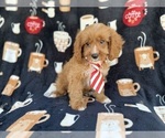 Small #4 Cavapoo (Standard)