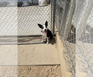 Border Collie-Unknown Mix Dogs for adoption in Maquoketa, IA, USA