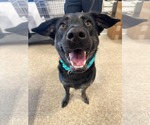 Small #4 German Shepherd Dog Mix