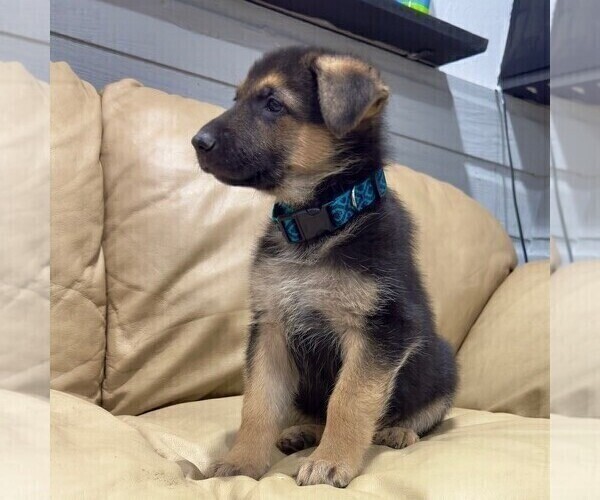 Medium Photo #2 German Shepherd Dog Puppy For Sale in BRIGHTON, CO, USA