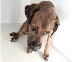 A661875 - Male Labrador Retriever Dog for Adoption - Photo #2
