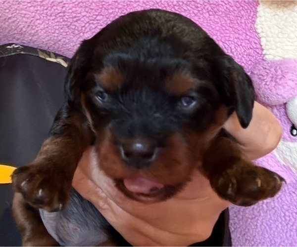 Medium Photo #31 Cavapoo (Miniature) Puppy For Sale in SAINT FRANCIS, MN, USA