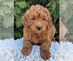 Goldendoodle (Miniature) Dogs for adoption in NILES, MI, USA