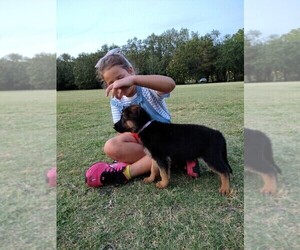 German Shepherd Dog Puppy for sale in NEW PORT RICHEY, FL, USA