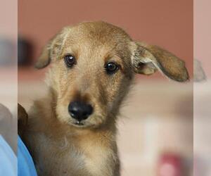 Mutt Dogs for adoption in San Antonio, TX, USA