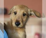Small Mutt