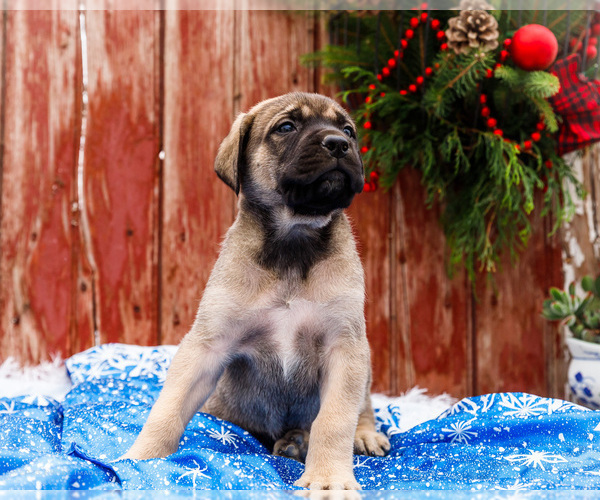 Medium Photo #4 Mastiff Puppy For Sale in WAKARUSA, IN, USA