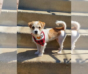 Tilly - Female Mutt Dog for Adoption - Photo #5