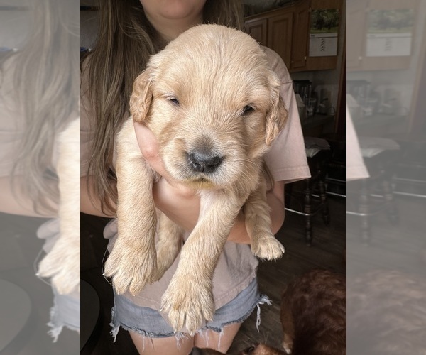 Medium Photo #7 Golden Retriever Puppy For Sale in WATERBURY, VT, USA