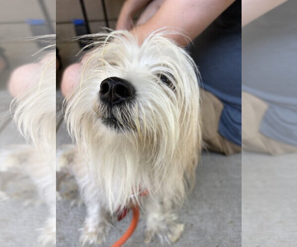 Medium Photo #4 Hava-Apso Puppy For Sale in San Jose, CA, USA