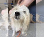 Small #3 Hava-Apso