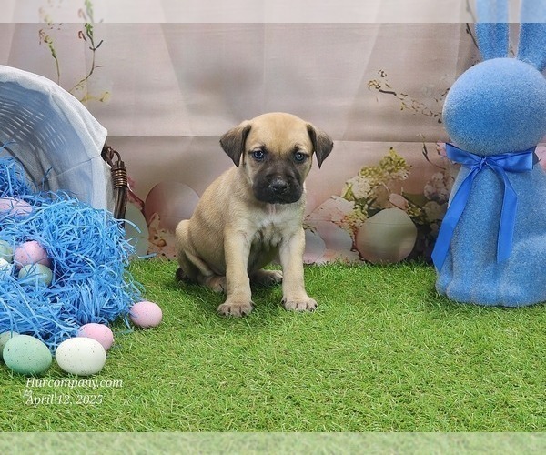 Medium Photo #13 Catahoula Leopard Dog Puppy For Sale in CUMBY, TX, USA