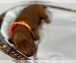 Small #4 Goldendoodle