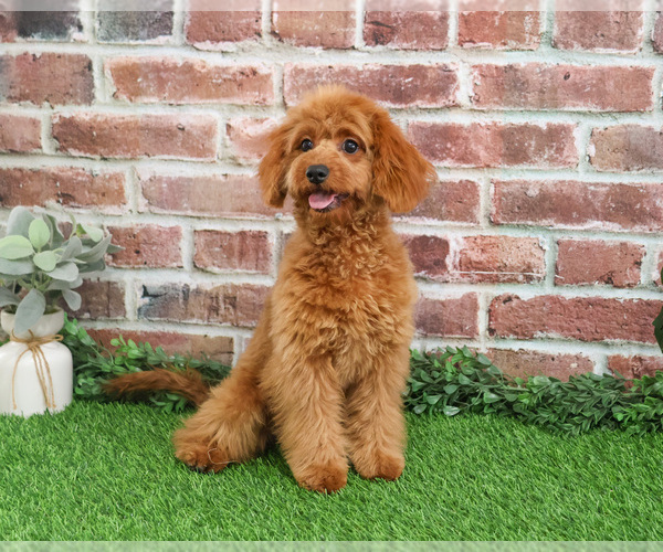Medium Photo #4 Cavapoo (Miniature) Puppy For Sale in SYRACUSE, IN, USA