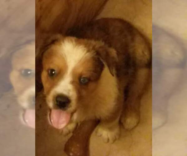 Medium Photo #1 Texas Heeler Puppy For Sale in PAOLA, KS, USA