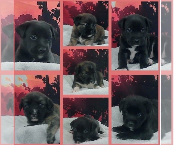 Medium Photo #4 Labrador Retriever-Pembroke Welsh Corgi Mix Puppy For Sale in Lakewood, CO, USA