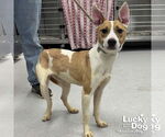 Small #1 Jack Russell Terrier-Labrador Retriever Mix