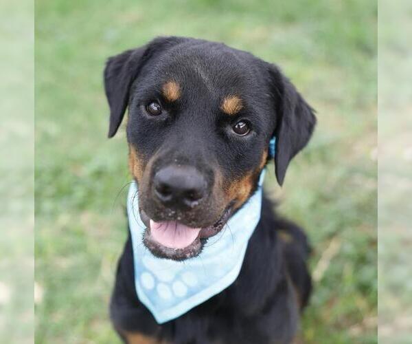 Medium Photo #1 Rottweiler-Unknown Mix Puppy For Sale in San Antonio, TX, USA