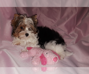 Biewer Terrier Puppy for sale in LEOMINSTER, MA, USA