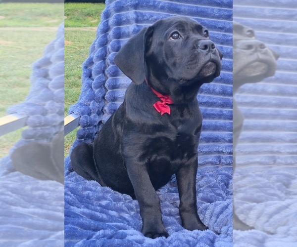 Medium Photo #2 Cane Corso Puppy For Sale in MINERAL WELLS, WV, USA