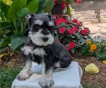 Puppy Mac Schnauzer (Miniature)