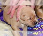 Small Photo #8 Golden Retriever Puppy For Sale in POULSBO, WA, USA