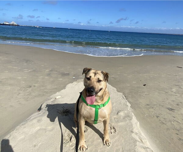 Medium Photo #12 Chinese Shar-Pei Puppy For Sale in Salinas, CA, USA