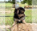 Small #3 Morkie