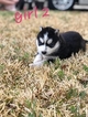 Small Photo #3 Siberian Husky Puppy For Sale in ARLINGTON, TX, USA