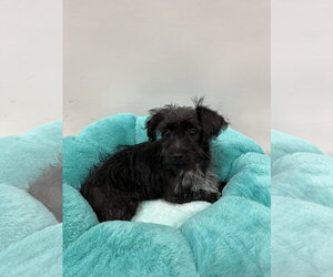 Shiner - Male Mutt Dog for Adoption - Photo #4