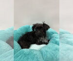 Small #3 Mutt