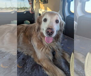 Golden Retriever Dogs for adoption in Fort Worth, TX, USA