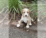 Small Photo #2 Goldendoodle (Miniature) Puppy For Sale in SAINT MARYS, KS, USA