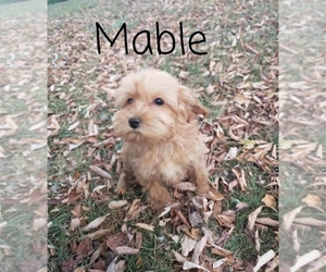 Cavapoo Puppy for sale in CLARKRANGE, TN, USA