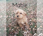 Image preview for Ad Listing. Nickname: Mable