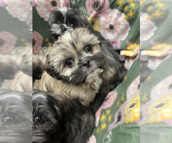 Medium Photo #1 Shih Tzu Puppy For Sale in GUTHRIE, KY, USA