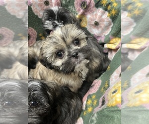 Shih Tzu Puppy for sale in GUTHRIE, KY, USA