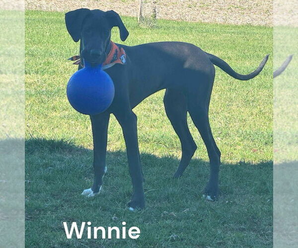 Medium Photo #4 Great Dane Puppy For Sale in Bullard, TX, USA