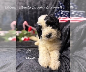 Golden Mountain Doodle Puppy for Sale in SAINT CLOUD, Minnesota USA