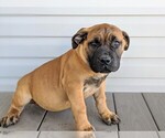 Small Photo #2 Mastiff Puppy For Sale in OXFORD, PA, USA