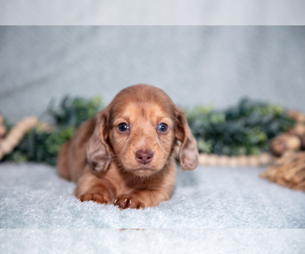 Medium Photo #3 Dachshund Puppy For Sale in NAPPANEE, IN, USA