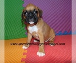 Small #2 Boxer