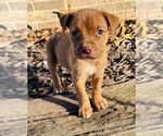 Small Photo #7 Mutt Puppy For Sale in Claremore, OK, USA