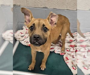 American Pit Bull Terrier-Unknown Mix Dogs for adoption in Augusta, GA, USA