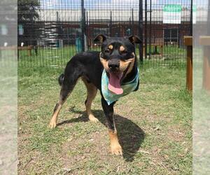 Rottweiler-Unknown Mix Dogs for adoption in San Antonio, TX, USA
