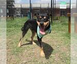 Small Rottweiler Mix