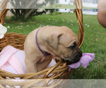 Small #3 Cane Corso