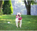 Small #4 Mutt